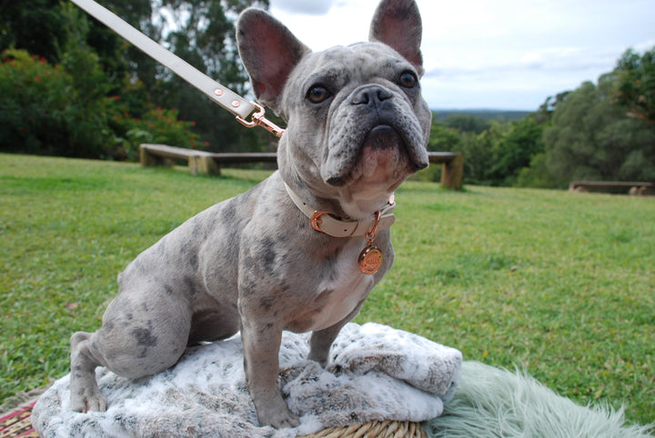 Halo Pet Crystal Royal Beige Off White with Diffuser Pendant on a Frenchie Bulldog