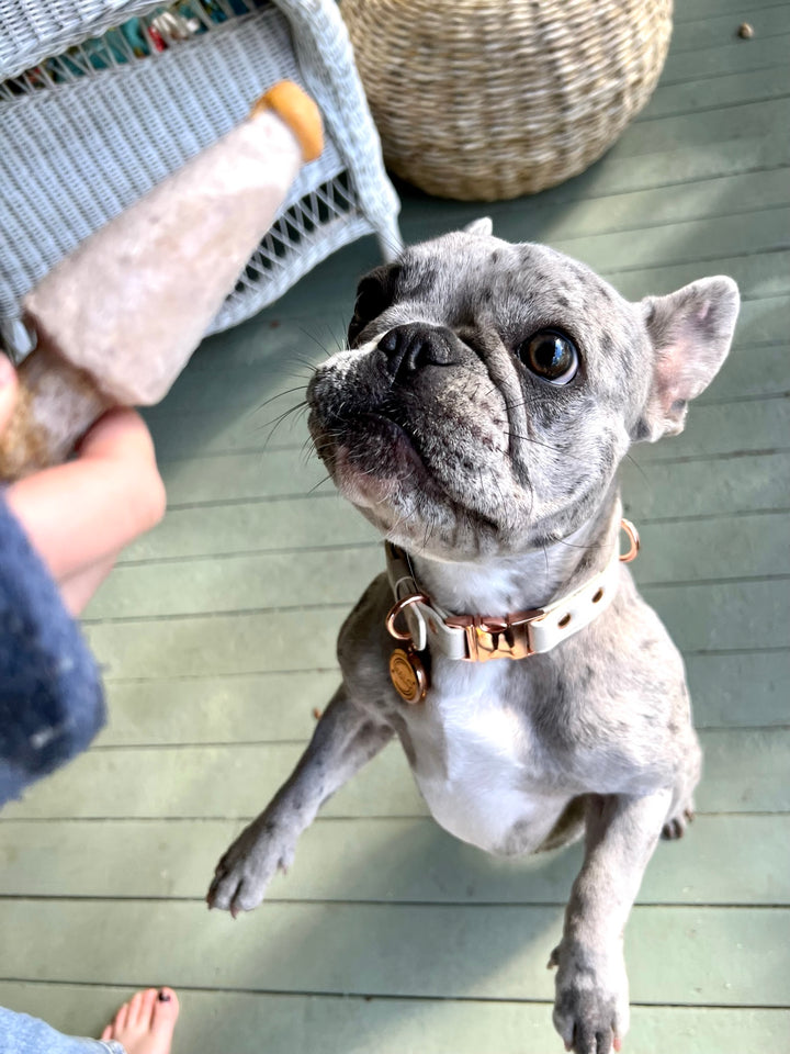 Halo Pet Crystal Royal Beige Off White with Diffuser Pendant on a Frenchie Bulldog